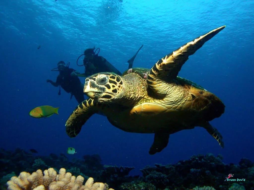 Stingray lagoon tour Moorea